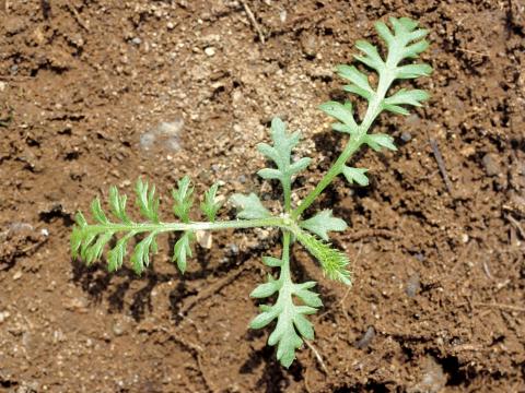 Achillée millefeuille(Achillea millefolium)_2