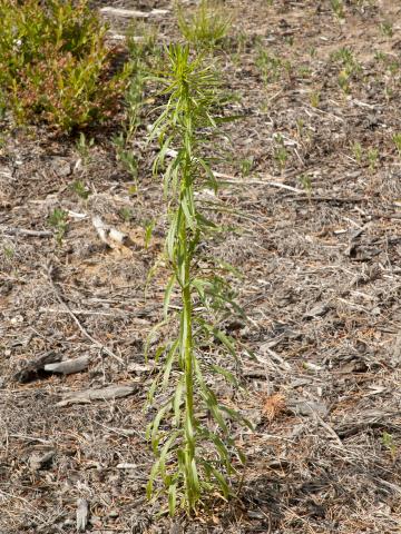 Vergerette du Canada(Erigeron canadensis)_12