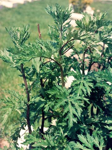 Armoise vulgaire(Artemisia vulgaris)_5