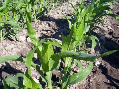 Maïs grain et fourrager - dicamba (4)_7