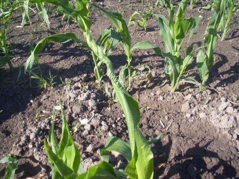 Maïs grain et fourrager - dicamba (4)_8