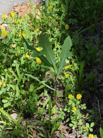 Laitue scariole (Lactuca serriola)_13