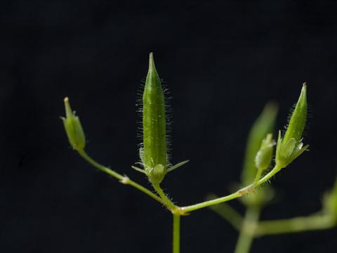 Oxalide Europe (Oxalis stricta)_11