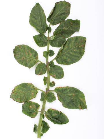 Pomme de terre - paraquat (22)_2