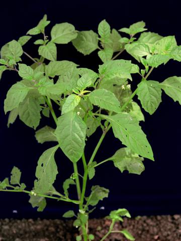 Morelle noire Est (Solanum ptychanthum)_1