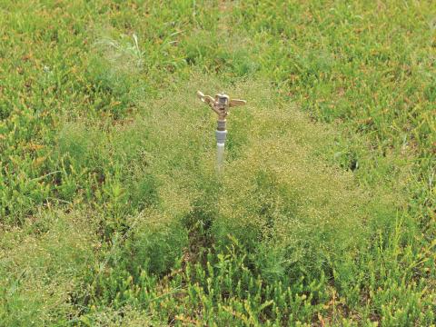 Spargoute des champs(Spergula arvensis)_13