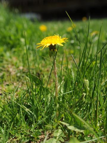 Pissenlit (Taraxacum officinale)_24