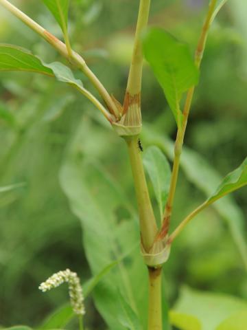Renouée feuilles patience(Persicaria lapathifolia)_16