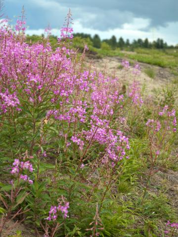 Épilobe feuilles étroite (Chamaenerion angustifolium)_13