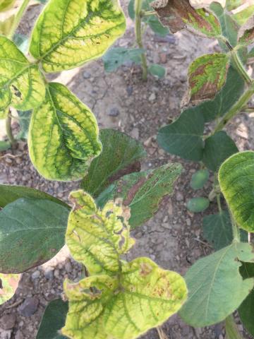 Soya - mésotrione (27)_3