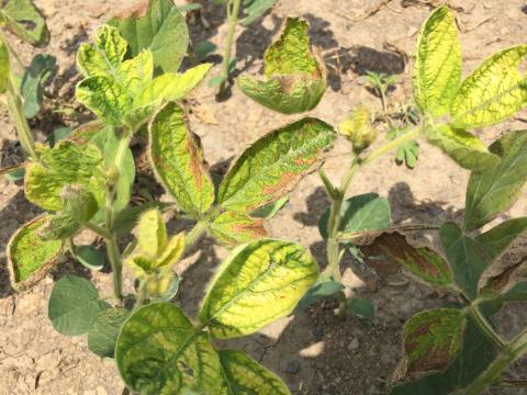 Soya - mésotrione (27)_4