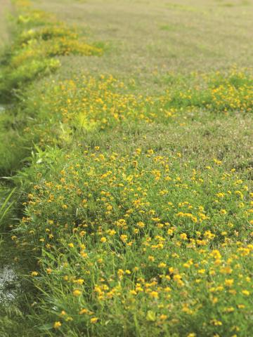 Lotier corniculé (Lotus corniculatus)_2