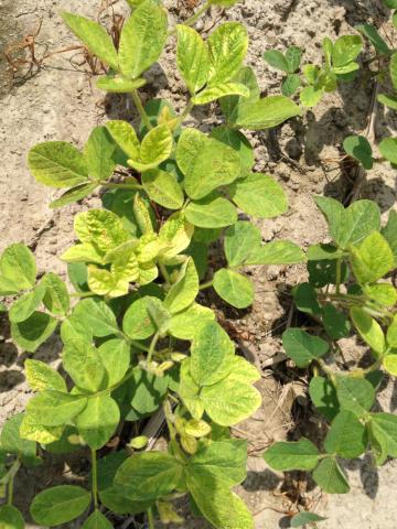 Soya - mésotrione (27)_6