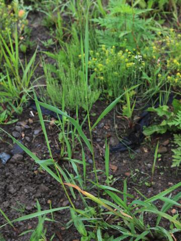 Chiendent(Elymus repens)_19