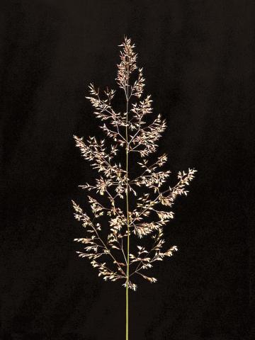 Agrostide blanche(Agrostis gigantea)_6