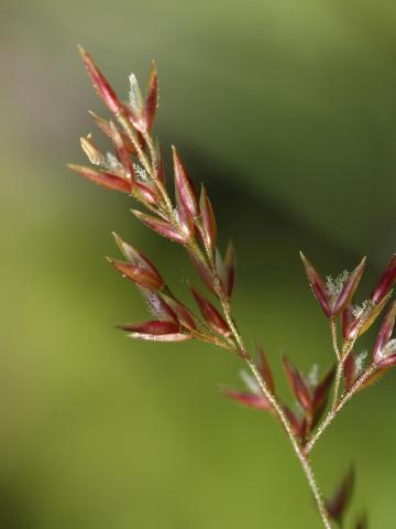Agrostide blanche(Agrostis gigantea)_13