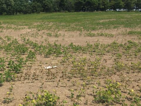 Soya - mésotrione (27)_9