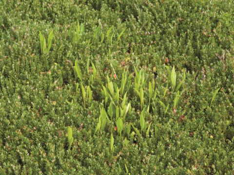 Violette lancéolée(Viola lanceolata)_5