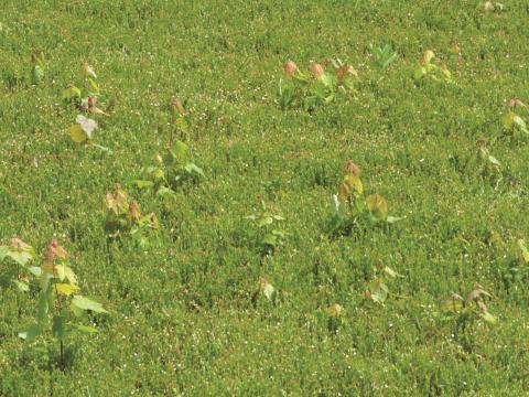 Érable rouge (Acer rubrum)_1