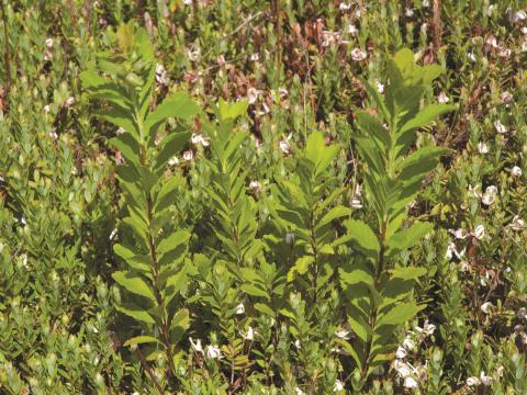 Spirée à larges feuilles(Spiraea alba var. latifolia)_1