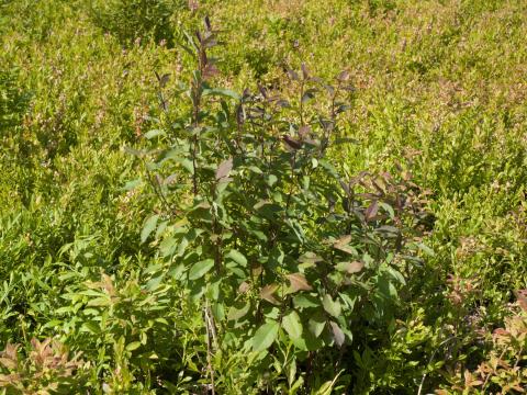 Némopanthe mucroné (Ilex mucronata)_1