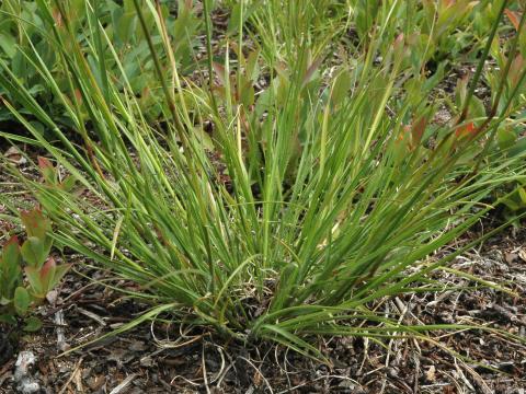 Danthonie épi(Danthonia spicata)_3