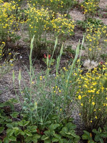 Salsifis majeur (Tragopogon dubius)_1