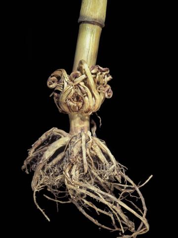 Maïs grain et fourrager - 2,4-D (4)_1