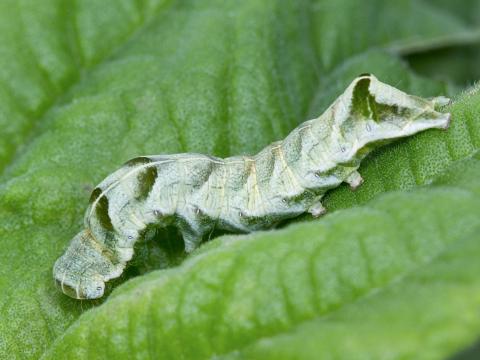 Chenille à chevrons (Melanchra adjuncta)_1