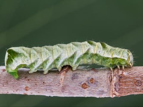 Chenille à chevrons (Melanchra adjuncta)_2