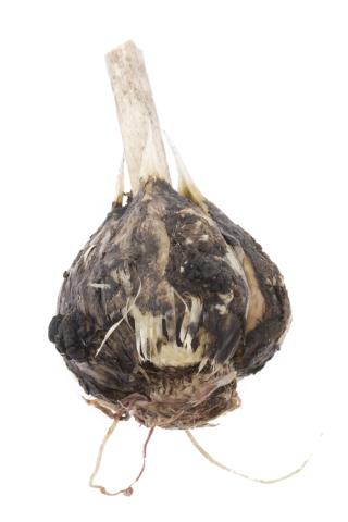 Ail - Pourriture blanche