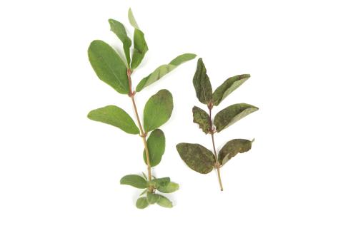 Camerise - bromoxynil (ester) (6)_1