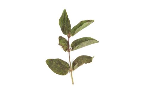 Camerise - bromoxynil (ester) (6)_2