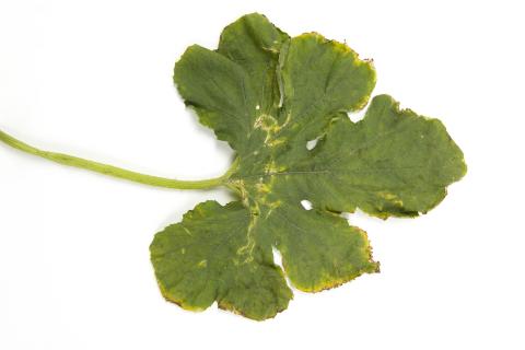 Courges - atrazine (5)_2