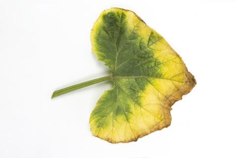 Courges - atrazine (5)_6