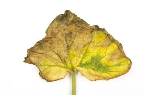 Courges - atrazine (5)_9