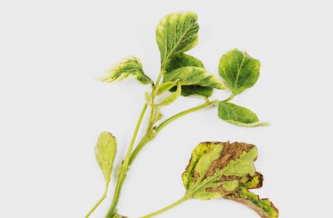 Soya - glyphosate (9)_14