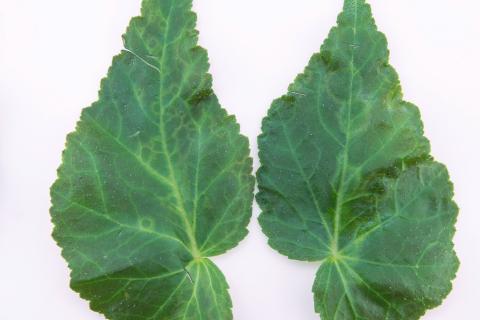 Begonias - Virus indéterminé_2