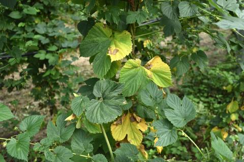 Houblon - Brûlure à halo (Diaporthe humulicola)_3