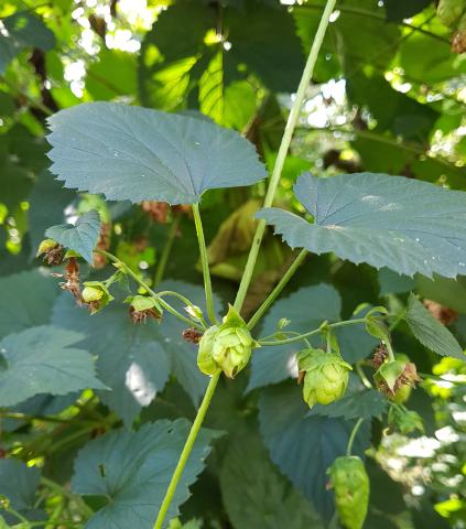 Houblon - Brûlure à halo (Diaporthe humulicola)_6