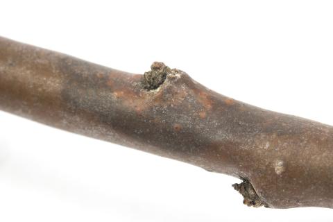 Argousier - Brûlure phomopsienne (Diaporthe eres)