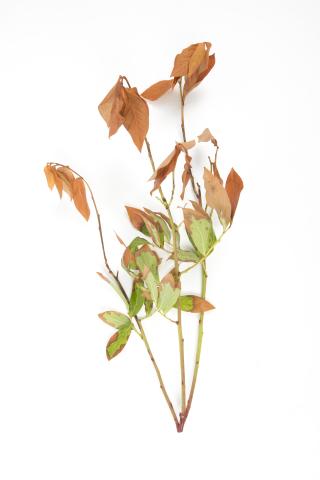 Bleuet en corymbe - Manque d'eau et sécheresse_1