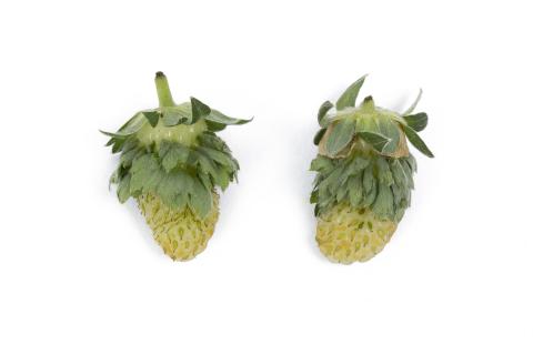 Fraise - Phyllodie_1