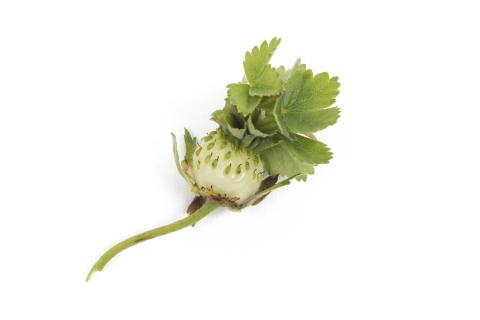 Fraise - Phyllodie_3