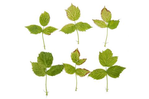 Framboise - pH élevé (neutre à basique)_1