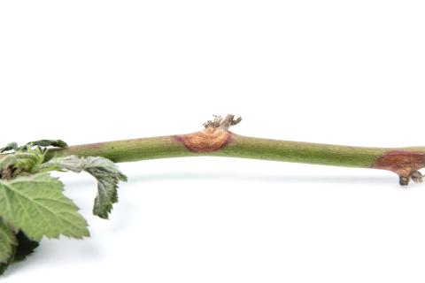 Mûre - Chancre de la tige (Botrytis cinerea)_2