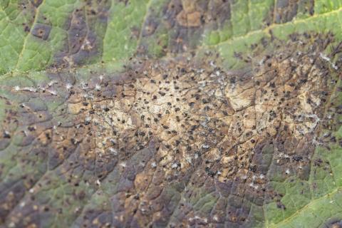 Pomme - Chute des feuilles causée par Marssonina (Diplocarpon coronariae)