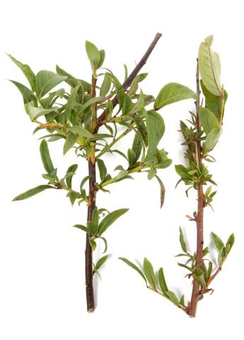 Bleuet en corymbe_glyphosate (9)_6