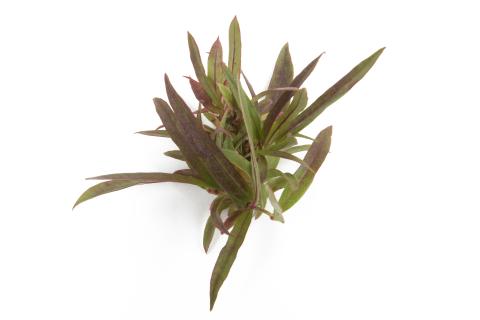 Bleuet en corymbe_glyphosate (9)_7