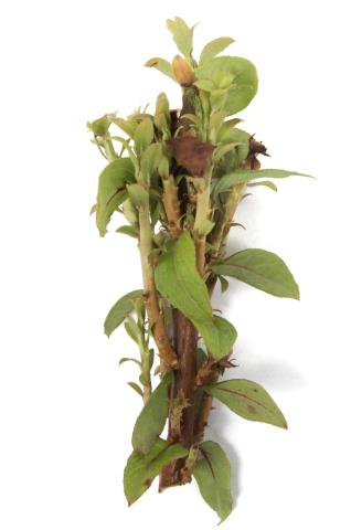 Bleuet en corymbe_glyphosate (9)_9